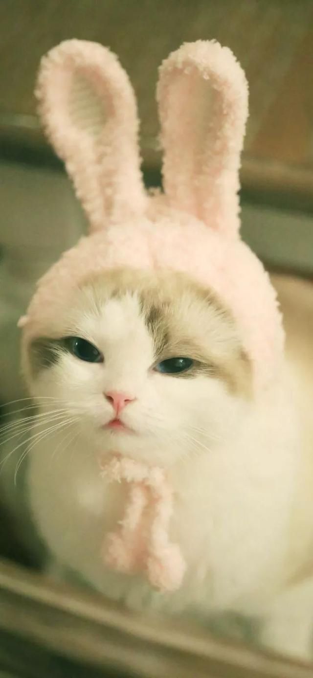 『星球』80张超可爱的猫咪壁纸丨我来自喵星球，来地球只是为了遇见你