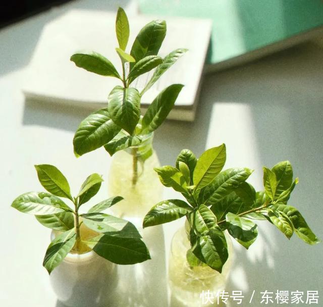 #试试#养不好的花,试试无土水培,几天长出大白根,还能开花呢!