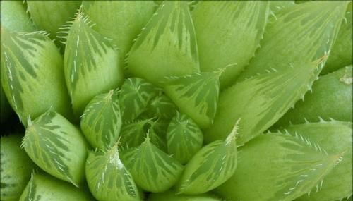  「植物」多肉植物水晶掌怎么养 水晶掌的养殖方法