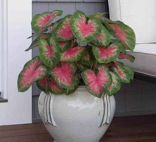 #适合#这些观叶植物很适合养室内遮阴处,种花盆里特好照顾
