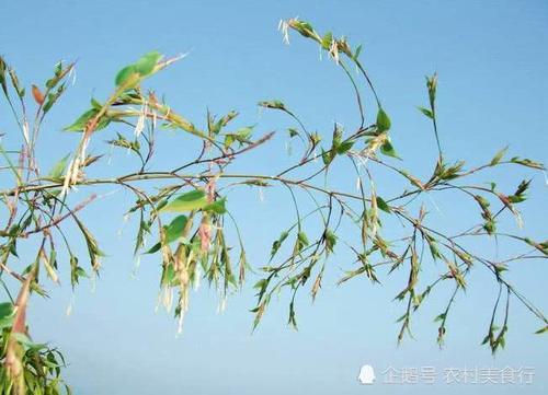 它被称为“凤凰之食”农民见了抢着摘，如今市面上一斤120元