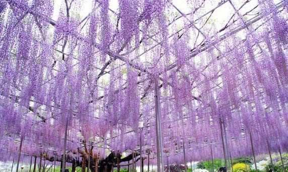  『花窗』这些植物最会爬墙，花墙、花窗、花海、花门选它们最适合了