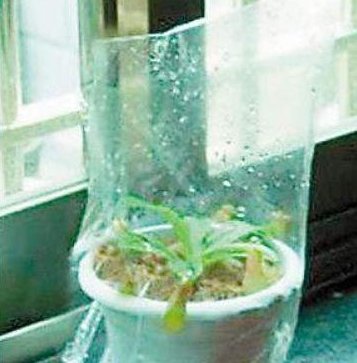  扦插繁殖：三角梅不开花?黑塑料袋一套,1个月后花苞开满头!