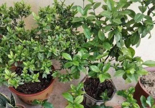  『栀子花』养殖栀子花该如何繁殖？水培扦插3步走，可保早日生根发芽