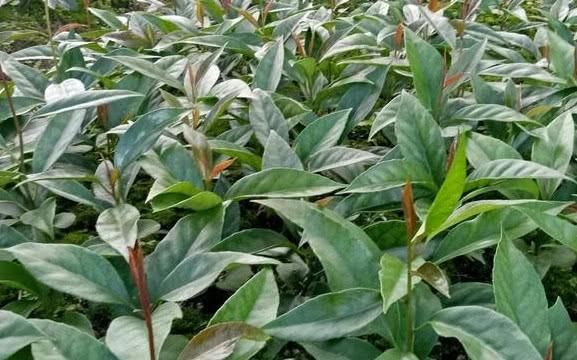  【种植】农民种植浑身是“雹”的水果，1斤卖到50元，你吃过没？