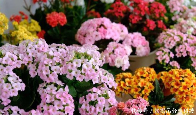  #油绿#超好养的“4种花”，人人都喜欢，叶子油绿，花朵漂亮！