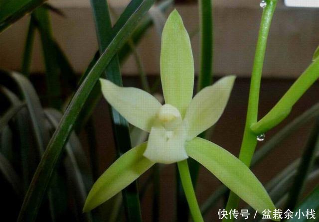  #三角梅#喜欢养花，就选择开花量大能爆盆，颜色艳丽花期长的3种，好养活