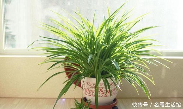  #漂亮#4种花，夏天也能养，耐晒又耐旱，越晒开花越漂亮