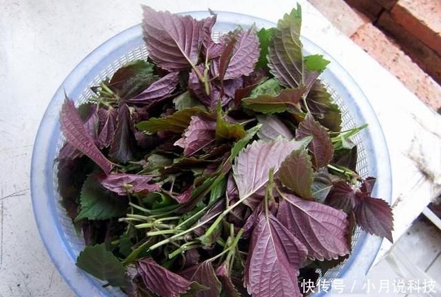  [种菜]2种菜，在阳台、院子里种一些，以后不用播种，年年都有收获