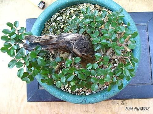 矮霸雀梅养桩到成型——岭南盆景“截干蓄枝”技法全记录！