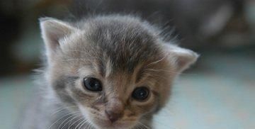  停止■巴西短毛猫以及当猫停止进食时意味着什么？