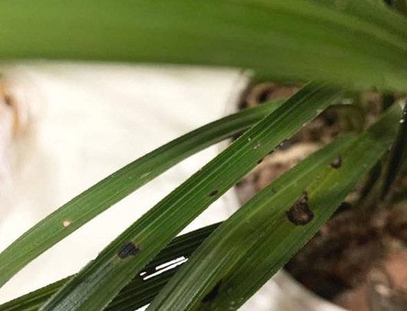  小妙|兰花养护小妙招，叶子发黄、发黑不着急，这几招轻松搞定