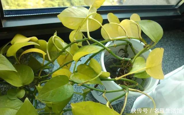  【养花】家庭养花，叶子发黄打蔫，问题在这“6点”，多数花友都做过