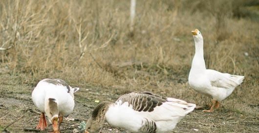  养鹅：果园里养鹅对果树有影响吗？
