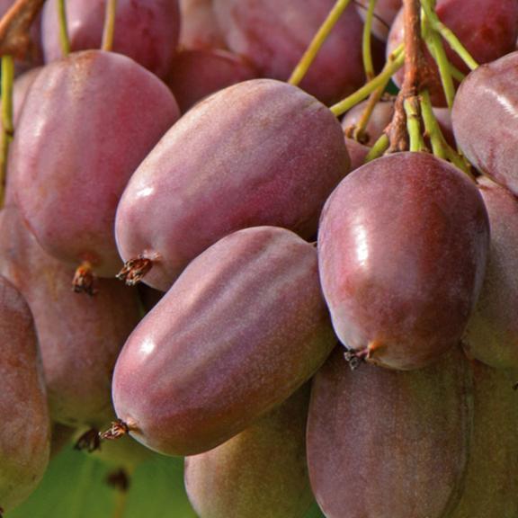 种梨树桃树？此树我国“最贵”，1年结100斤，随便种能活