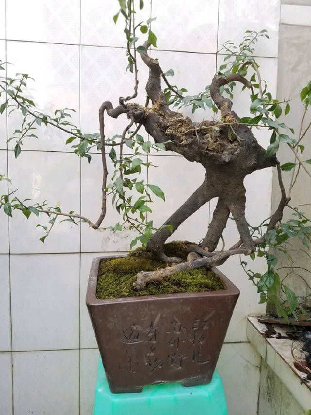  『园艺师』到园艺师家里做客，欣赏到了很多精品盆景，一起来感受盆景的魅力