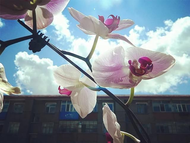  花盆■蝴蝶兰长得好不好，看根系就知道，蝴蝶兰旺根技巧