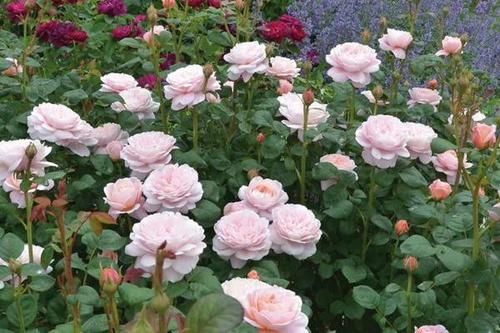  『瑞典』瑞典女王，老花匠家家有，开花极大，粉嫩优雅，看一眼就爱上她