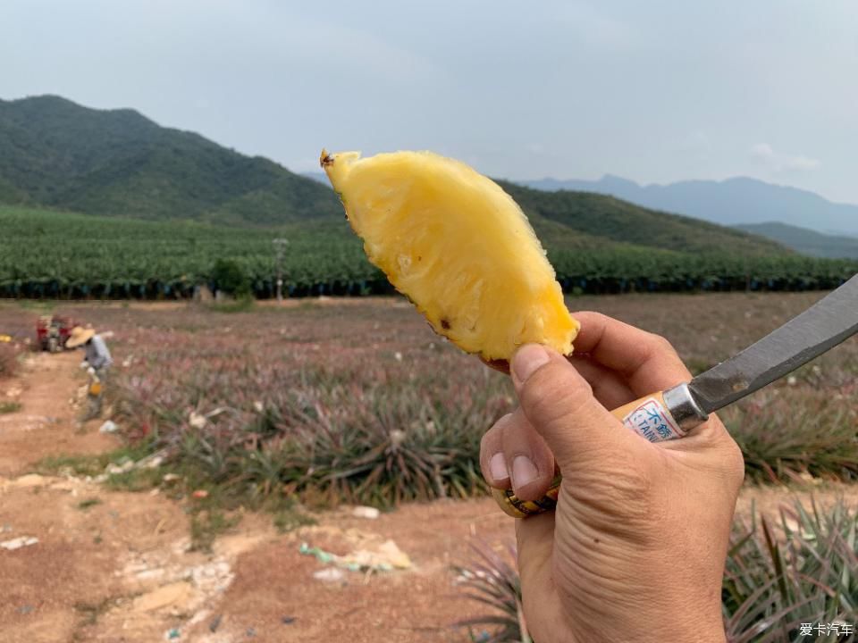  菠萝■2020年，劳作在海南的菠萝地海