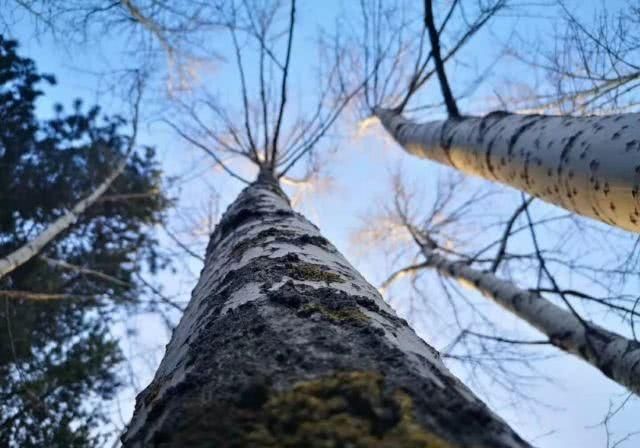 去巡山，草木白、青松翠、沙棘黄，初冬邂逅最美山色