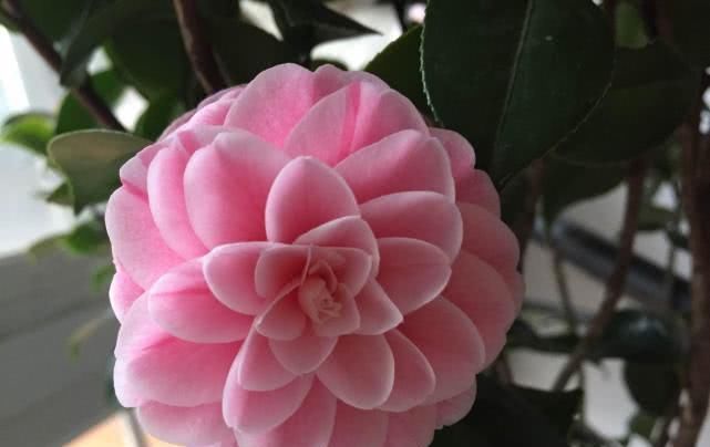  『中国』中国产的世界名花，颜值不输“花中之王”，种植简单易“养活”！