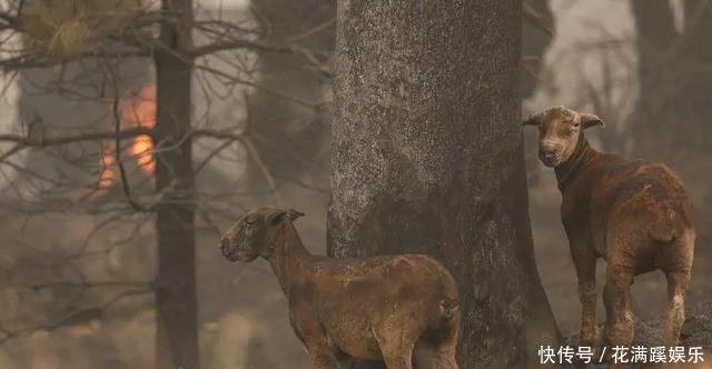 澳大利亚大火主要在哪里