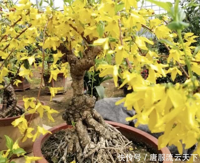 『观赏价值』在长江以南，有1种“连翘花”珍贵，平时在山坡下生长，值钱！