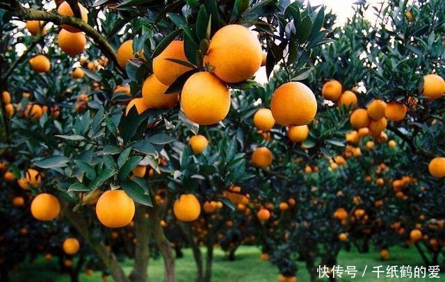 农村这3个行当，不需要太多资金，工作体面，养活一家不成问题