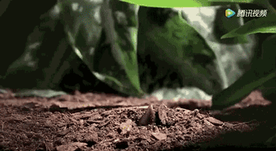  『荠菜』又是一年春食时！春天里的江南人，是如何把“鲜嫩”吃得出神入化的？