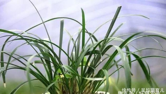  配制■怎样的兰花植料才是最好的不懂得配制，花再多钱都是浪费