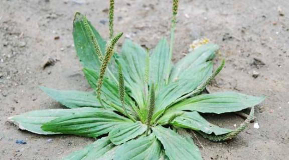  「见到」过去农村常见的一种野草，是珍贵的中草药，见到请别再