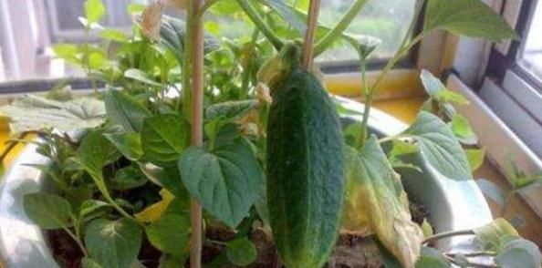  『种子』别人养花我种菜,4种菜种阳台,随吃随摘,绿色方便又漂亮!