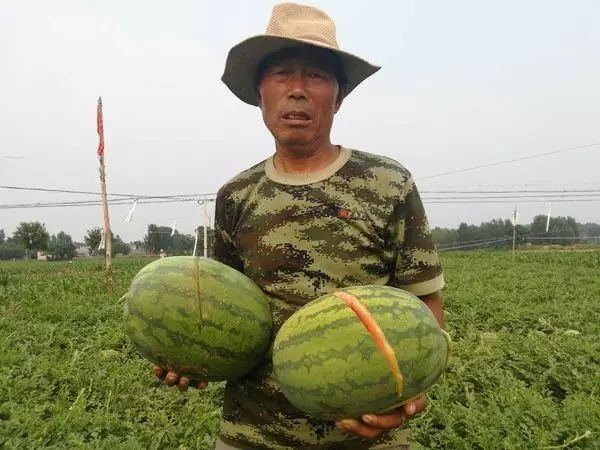 登封2万多斤西瓜被砍烂事件进展：全村动员找凶手！有人打电话要