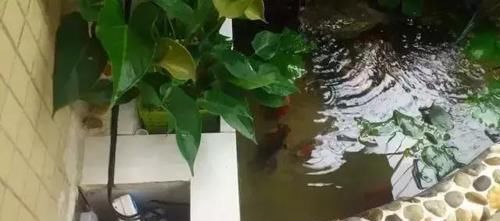  鱼缸：还在用鱼缸养鱼, 太难看了, 在阳台砌个鱼池漂亮又拉风!