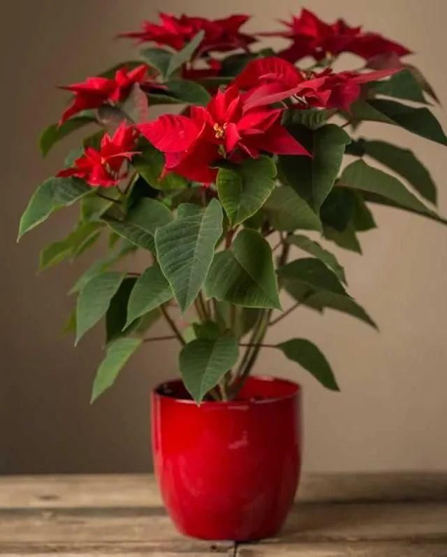  『家里』在室内半阴处容易开花的11种盆栽开花植物，家里可多种几种