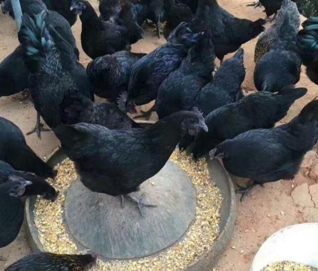  【选择】五大暴利养殖业，选择养殖一年赚几十万不成问题