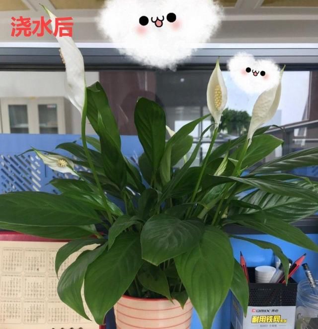  「图片作者」10种花，春天不能晒，躲屋里最安全！