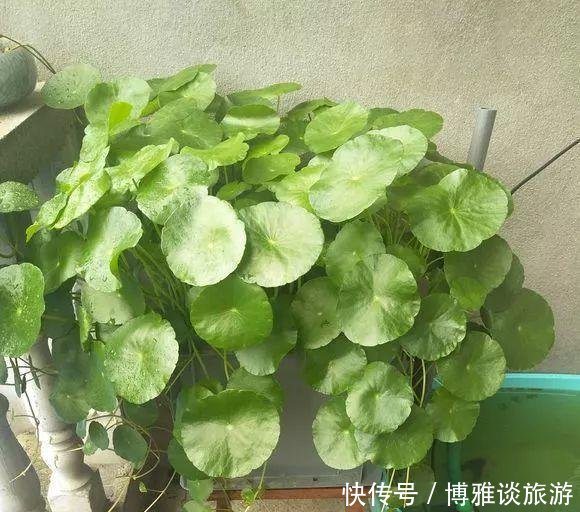 『条件』养铜钱草，有这2个“条件”，满盆都是“铜钱叶”，家里财源滚滚