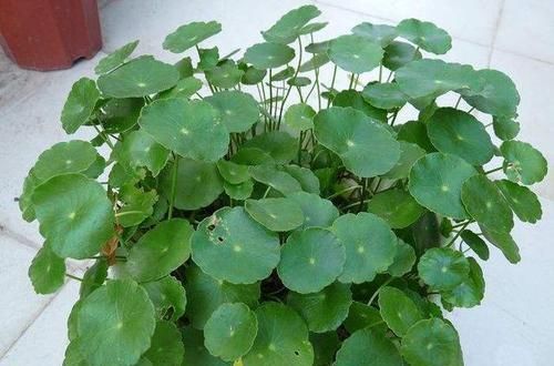  『倒入』把豆浆倒入铜钱草中，奇迹出现了，盆盆疯长爆盆，叶片比拳头还大