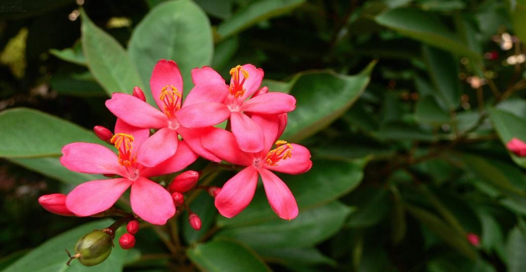  『牡丹』?一年都能开花的四种花卉，从头开到尾，比绿萝好养，比牡丹好看