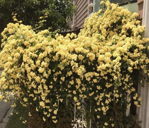  庭院：阳台、庭院不宽阔？也得种2棵“木香花”，清香飘满屋子，好闻！