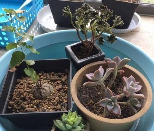  「植物」准备离开植物一段时间，我是这样给植物浇水的