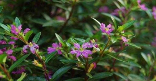  平时|这种花家家都有，只要注意这一点，四季都开花，“一茬”接“一茬”！