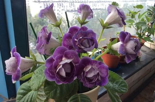  值得■别养绿萝吊兰了，“落雪泥”，花色美丽，花期超长，更值得拥有