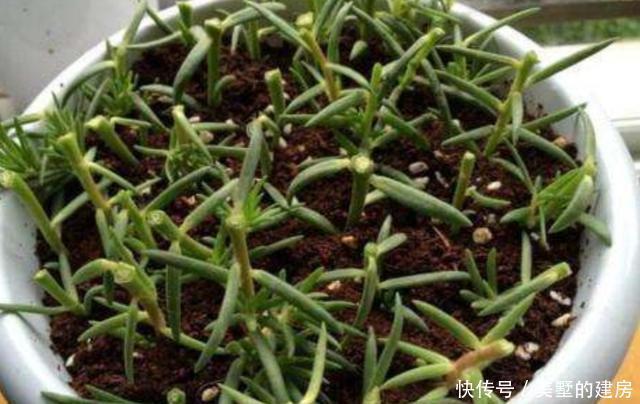 漂亮|养6种花,扦插真简单,不用生根粉也能快速生根成活