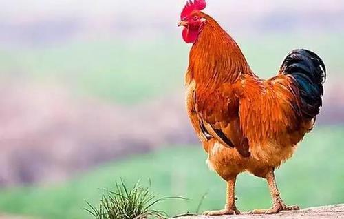 新品种长尾巴公鸡价值昂贵，市民却坦言：白送也不敢吃