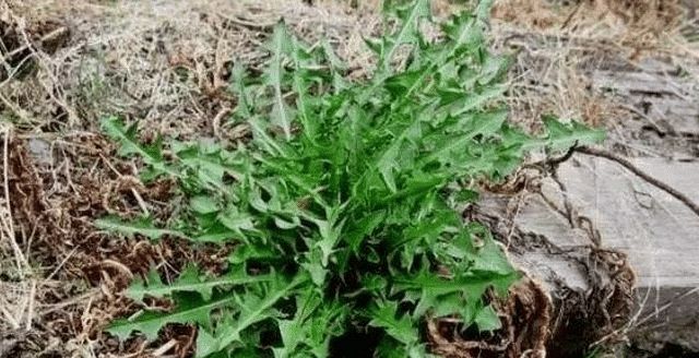  「植物」这植物，价值绝对珍贵，请认识它，别再当杂草连根拔掉