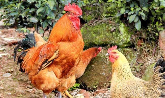  「肉鸡」喂了一年的土鸡却卖不动了，农民：城里人为啥都不买了