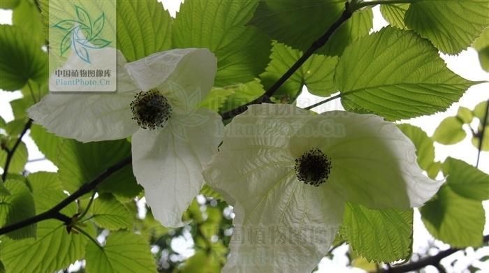  【野生植物】此花，已被列为国家一级重点保护野生植物。