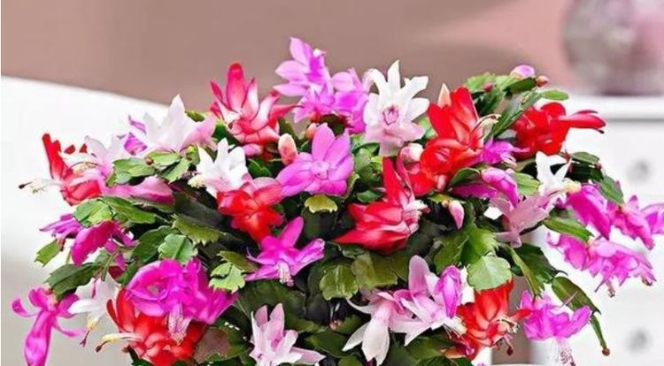 【养分】人人都喜欢的4种花,花朵漂亮又好养,一养就爆盆,开满阳台!